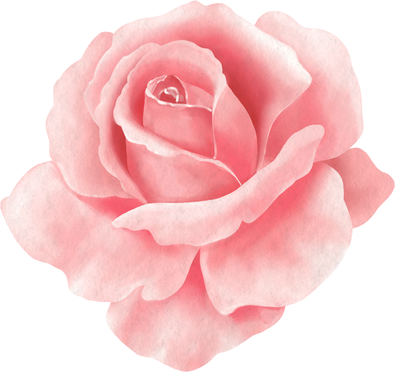 Watercolor Pink Rose